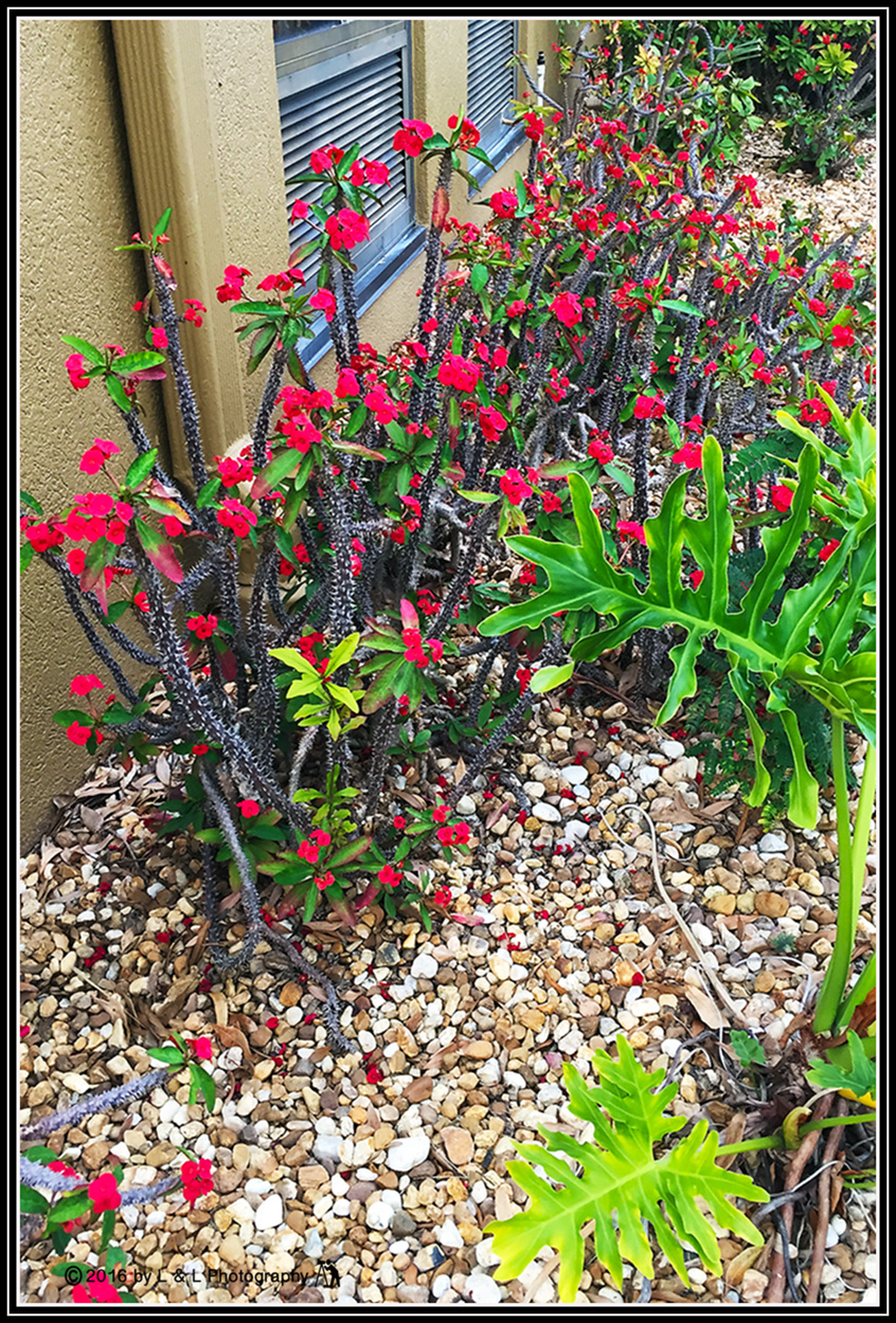 Ocala, Central Florida &amp; Beyond Mystery Plant