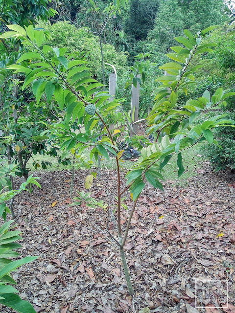 Flaszowiec łuskowaty (Annona squamosa) - sugar apple, tropikalny owoc, egzotyczne rośliny owocowe. Pochodzenie, historia, nazewnictwo, pielęgnacja, uprawa, opis, wygląd, hodowla, siew. Jak wygląda flaszowiec, jak siać, jak pielęgnować, jak wygląda owoc?