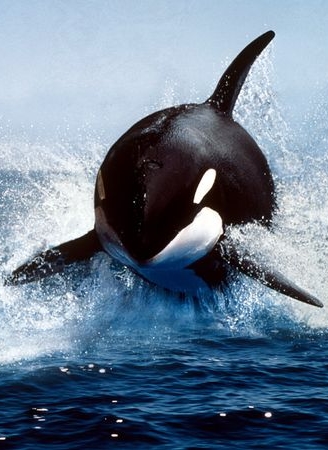Punk Biology Student Blog: ORCA THE KILLER WHALE (Orcinus orca)