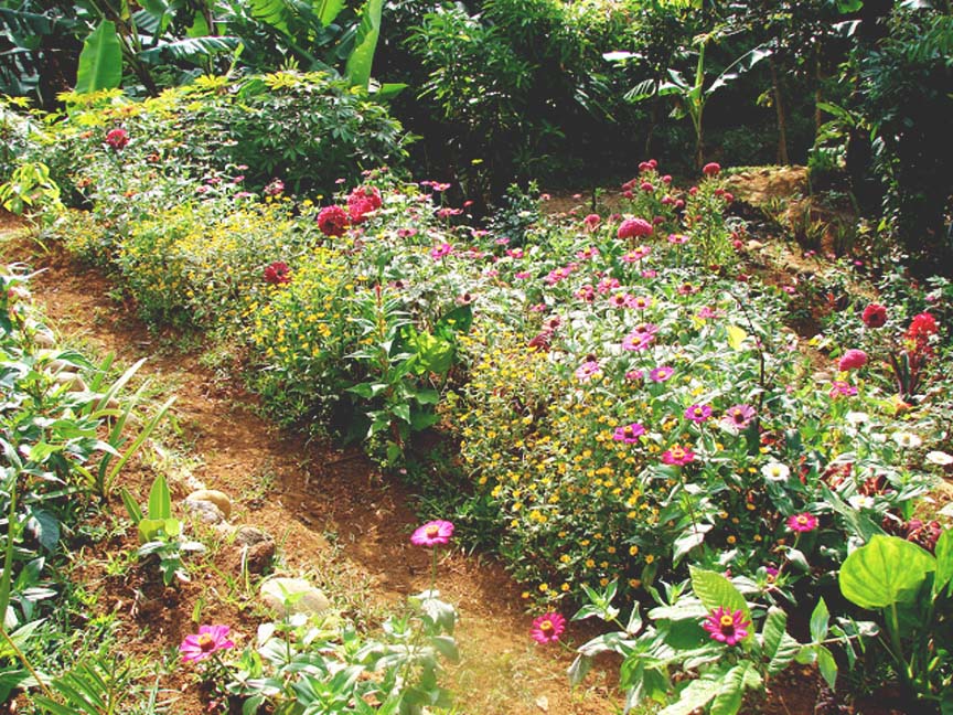 Mambulaoans WorldWide Buzz: Cut-flower garden project donation