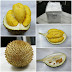 30 Years Old Pahang Musang King Durian 