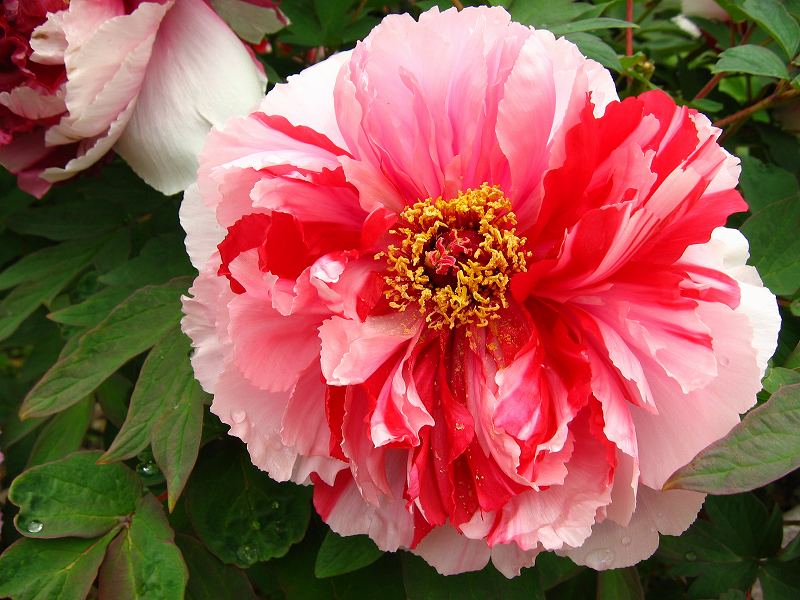 Y nghia cua hoa mau don - Xăm nghệ thuật - Hình xăm đẹp