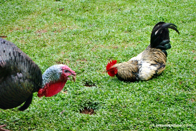 Pinnawala Zoo Sri Lanka