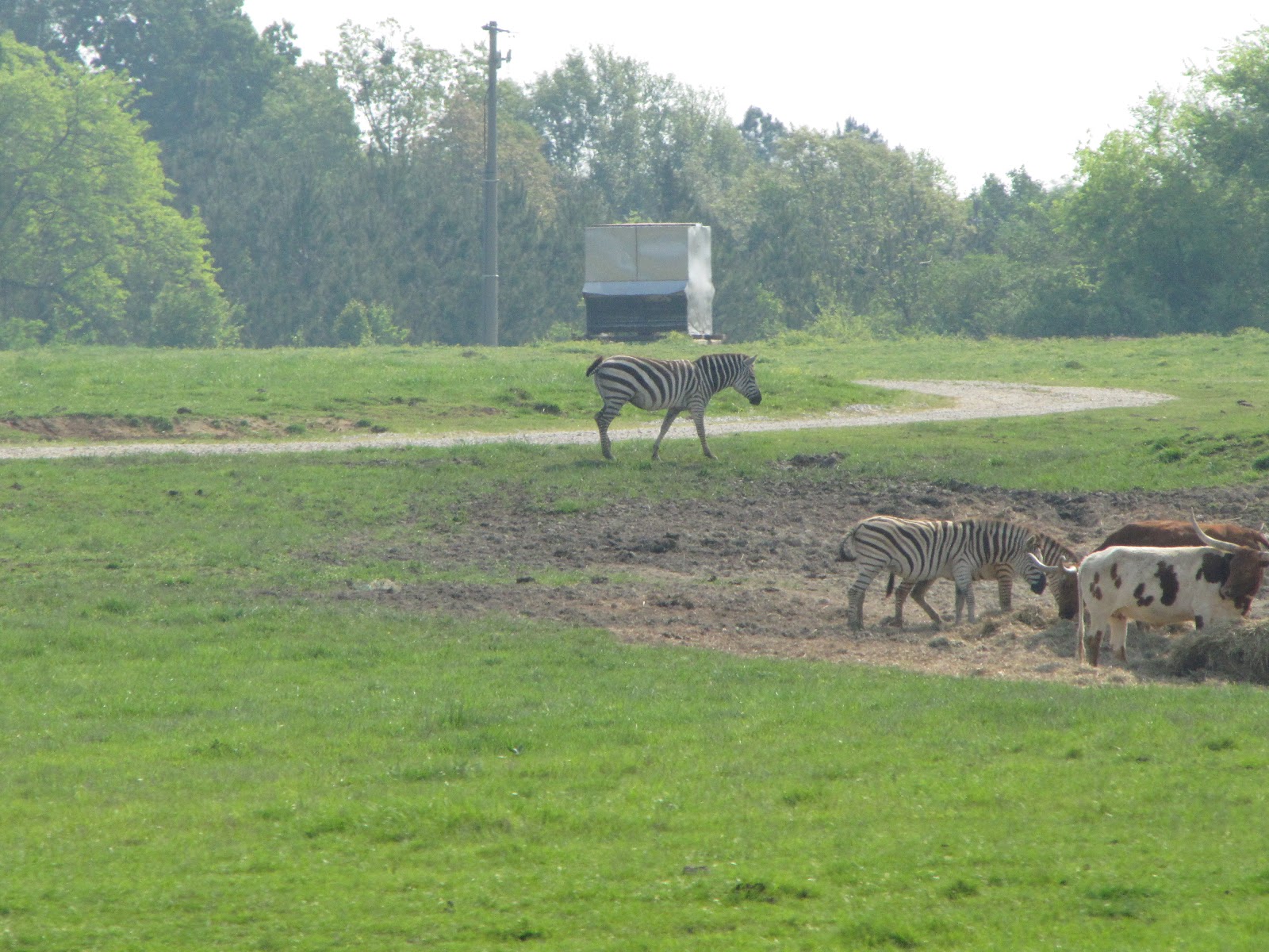 Prius Camping for three (Us and the Dog) Tupelo Mississippi Elvis