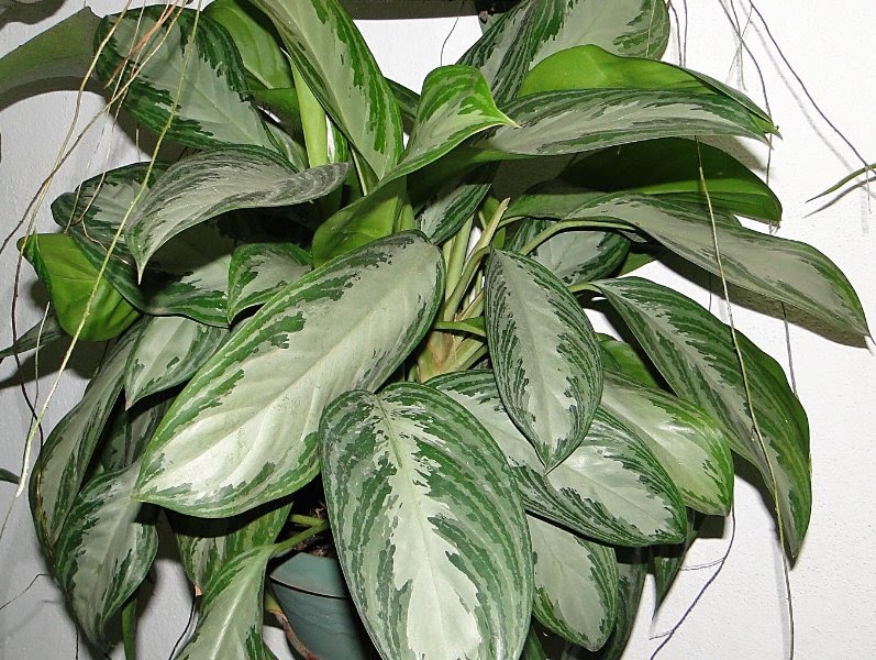 Home And Garden Aglaonema crispum " silver Queen"