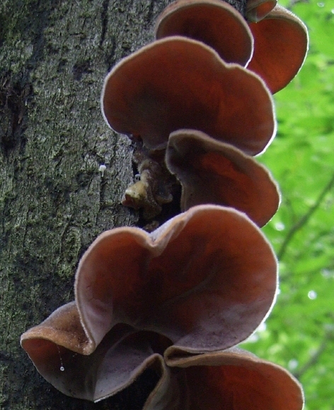 auricularia auricula underw auricularia auricula underw