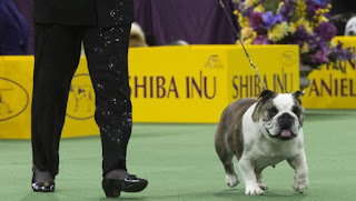 2016 WKC Dog Show