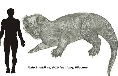 mustelidae gigante prehistorica Enhydriodon