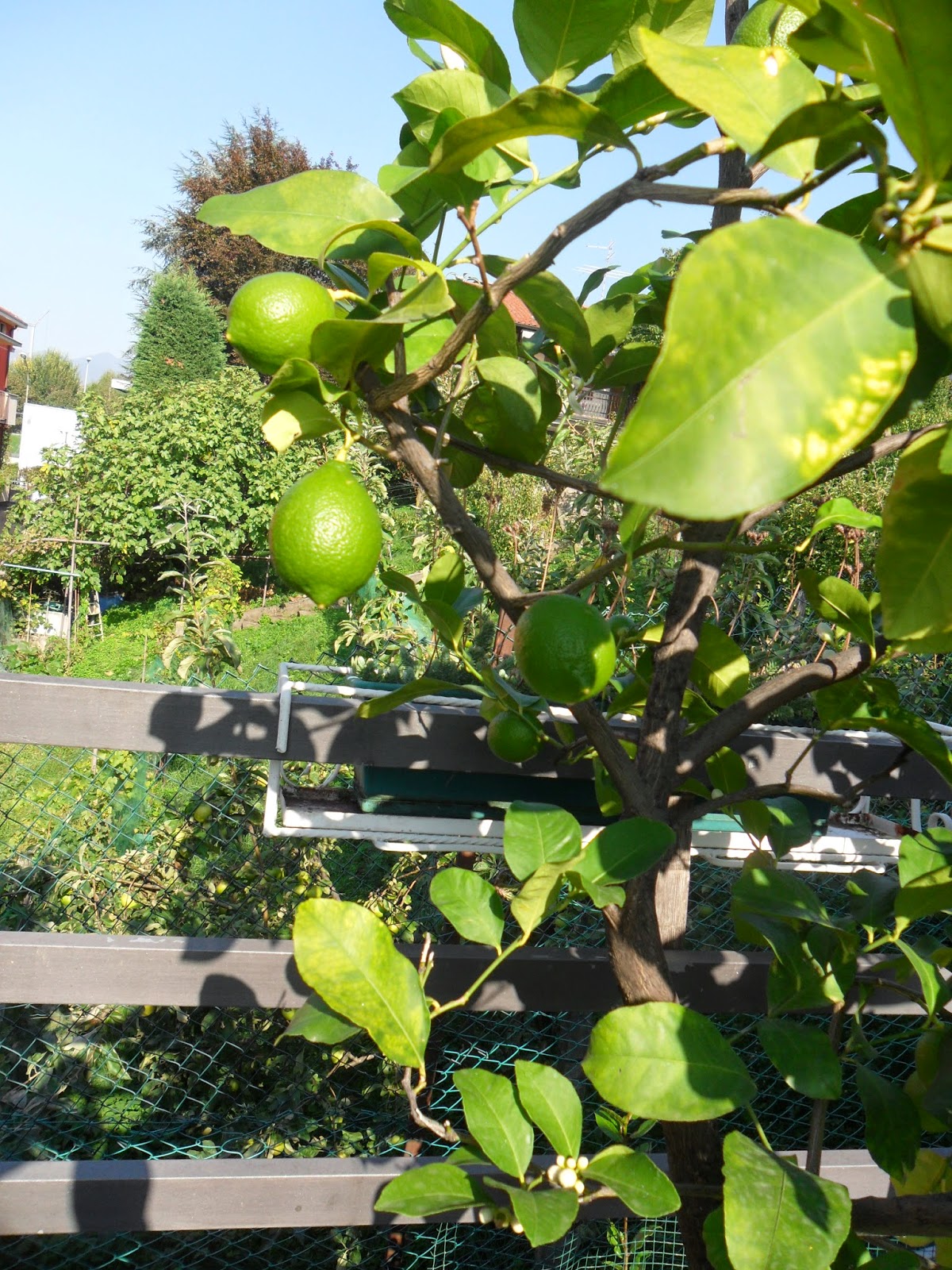 Passeggiare Tra Parchi Giardini E Castelli Il Mio Limone