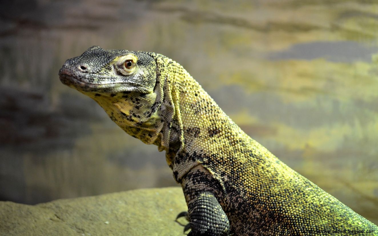 15 Komodo Dragon HD Wallpapers  Backgrounds   Wallpaper Abyss