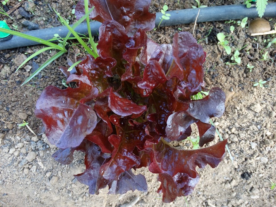 Lechuga roja rizada