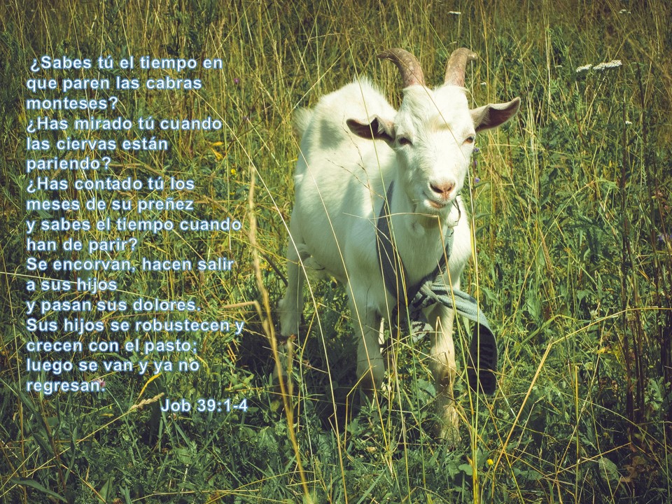 el tiempo en las cabras