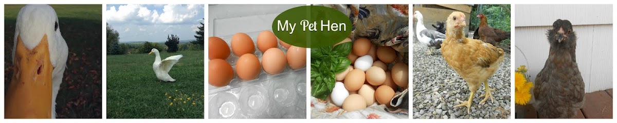 My Pet Hen