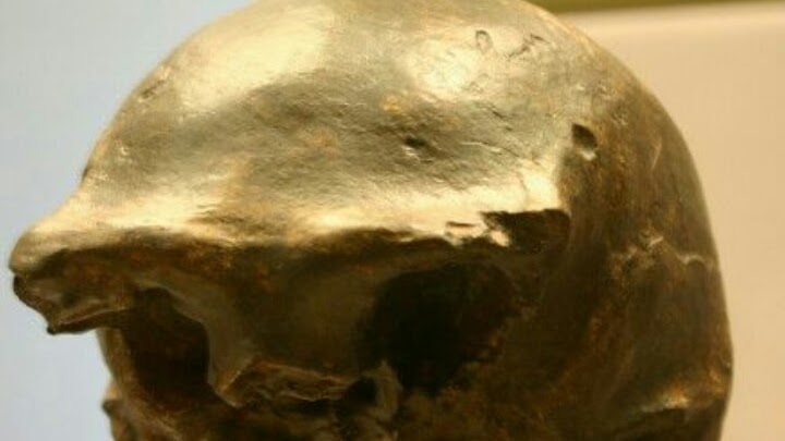 9 Ciri Ciri Fisik Homo Soloensis Zona Penemuan