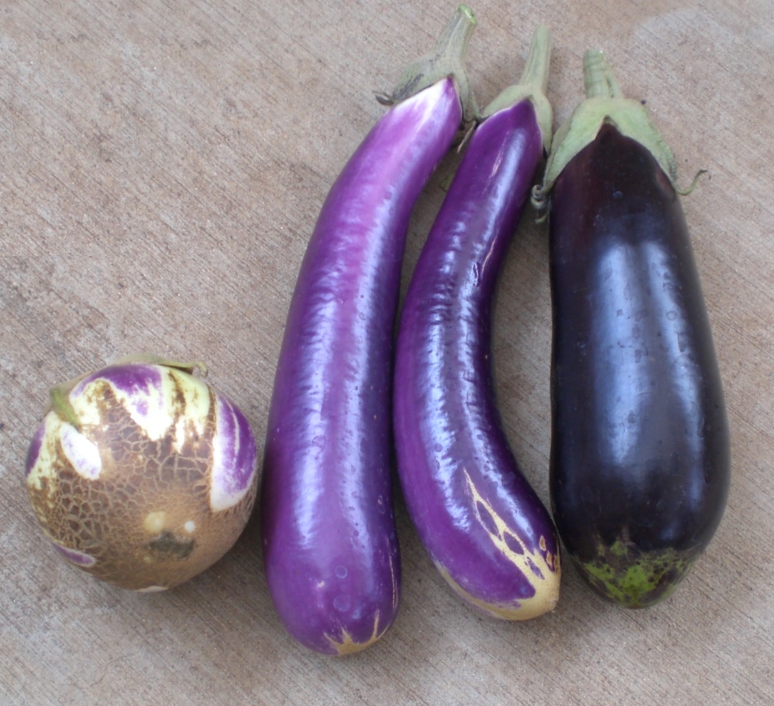 A Kitchen Garden in Kihei Maui: Growing Eggplant in Kihei

