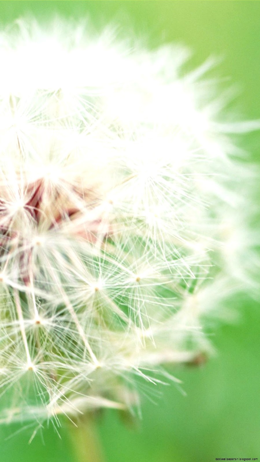 Flower Samsung Galaxy S5