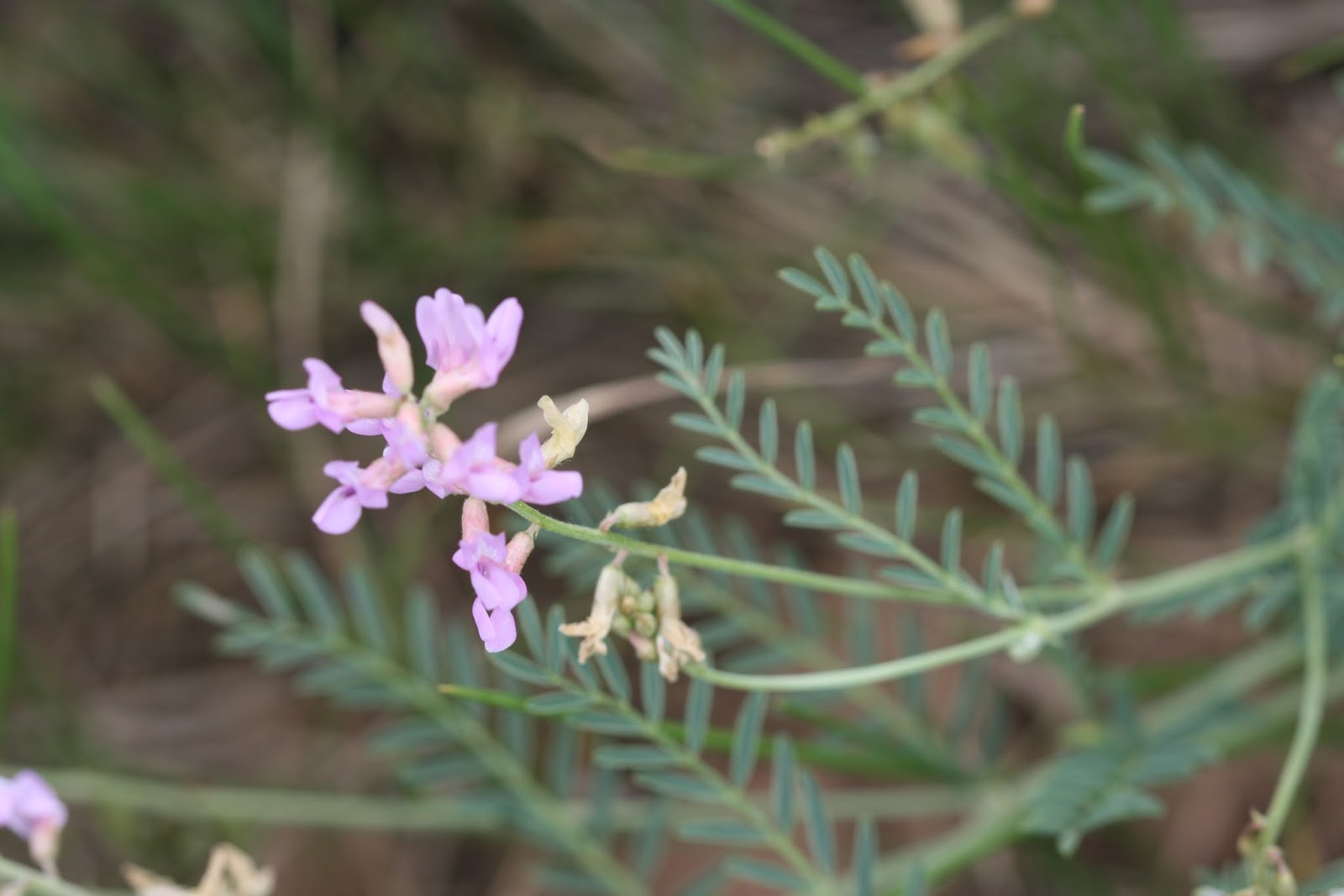 Lory State Park Colorado wildflowers June 17, 2013 flowers on the