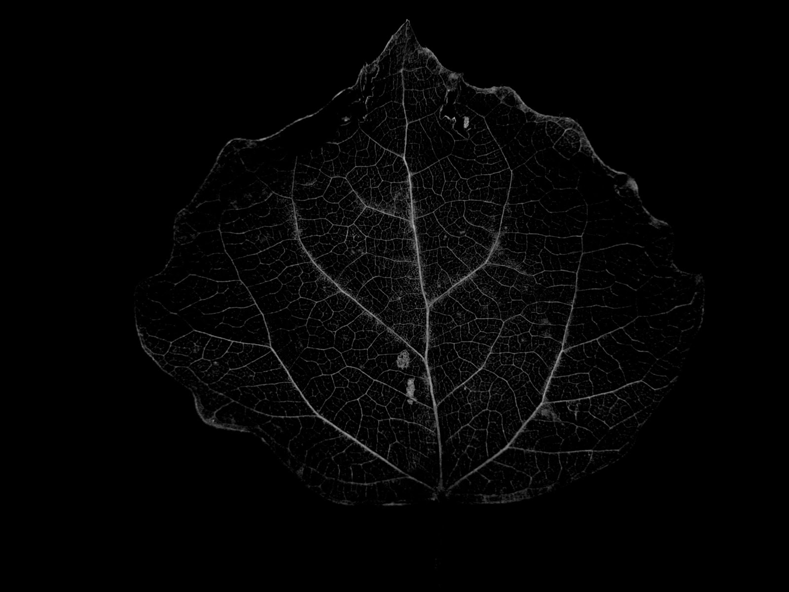A Leaf From Dark