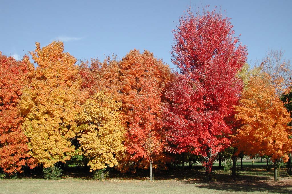 Acer saccharum (sugar maple leaf in fall colors) (Newark c…