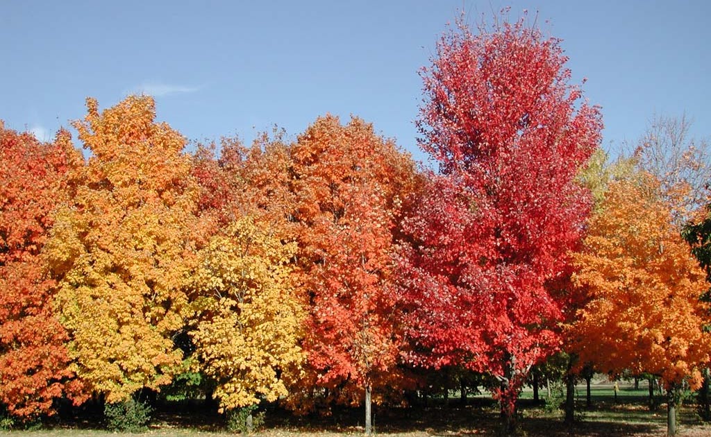 Guernsey Soil & Water Conservation District Sugar Maple (Acer