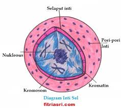Fungsi Membran Sel PSYCHOLOGYMANIA