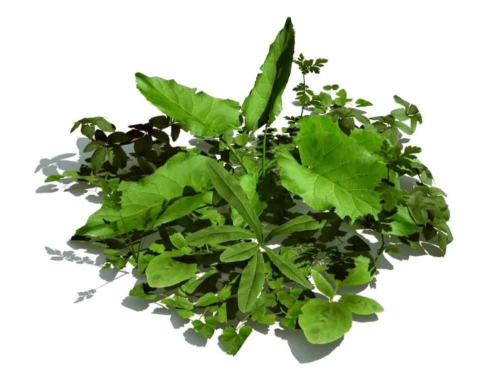 3d Herb PNG. Lower plants