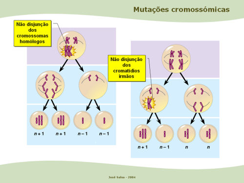 Genética: Mutações cromossômicas estruturais e numéricas