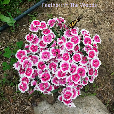 pollinators attracted to garden with flowers