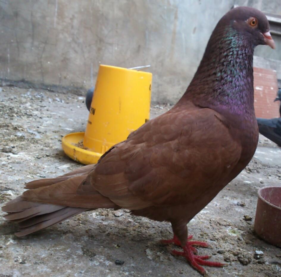 Merpati Tinggi Aduan Berdasarkan Karakter Warna My Sport My Hobby