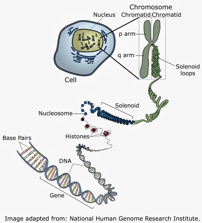 Diagram infographic explaining DNA, genes, nucleotides and chromosones