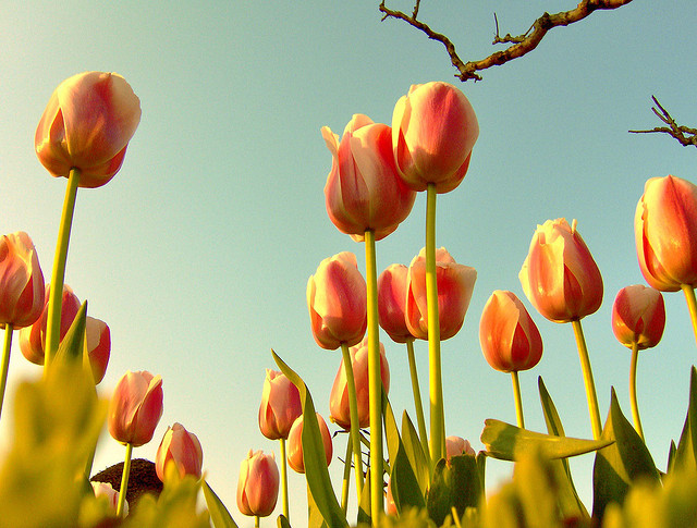 Tulips Women's day