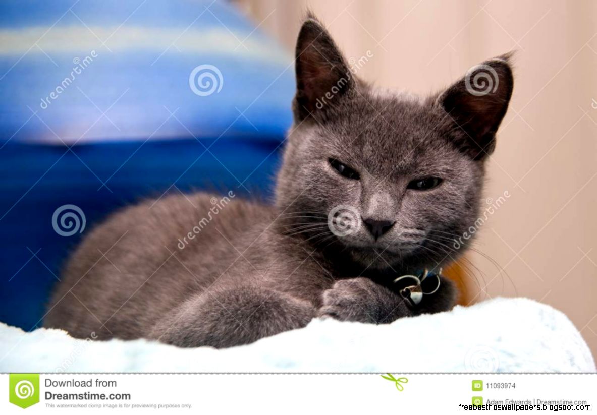 Kittens Waking Up From Nap