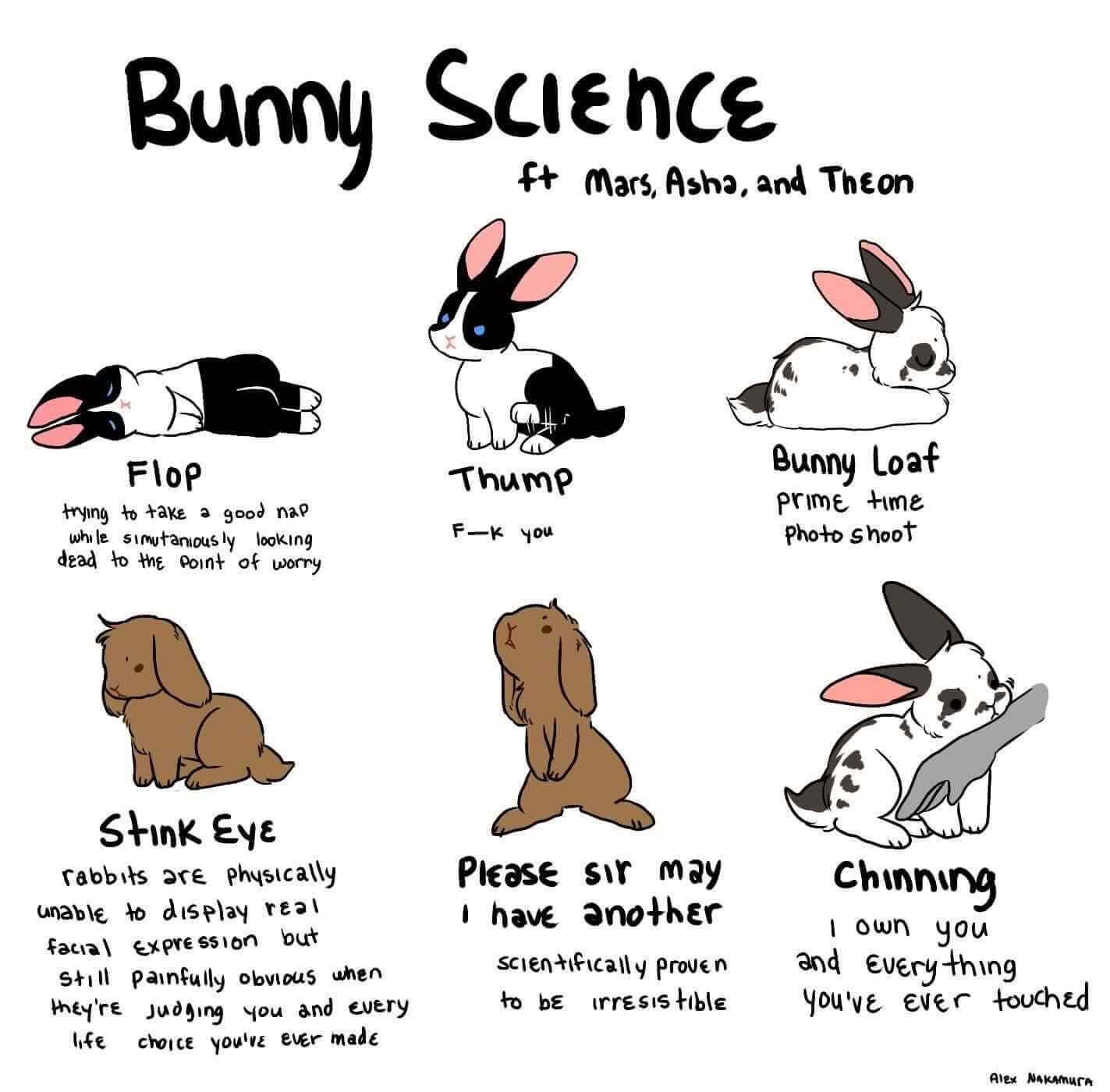 Rabbit Ramblings Funny Bunny Memes