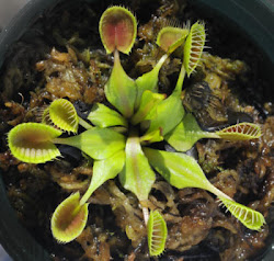 venus flytrap plants carnivorous trap plant classification fly states united honda coast east cup native pitcher biggest wetlands subtropical visit