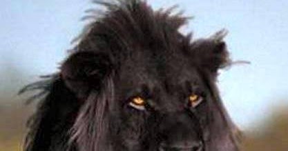 animal PLAT: 黒いライオン／Black Lion