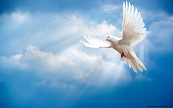 sky bird dove birds flying feather cloud wings pasari wallpapers