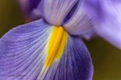 Blue Iris Flower Cape Town - Focal length: 146mm  Av Mode f/4.5 / ISO 100 Canon Close-Up filter