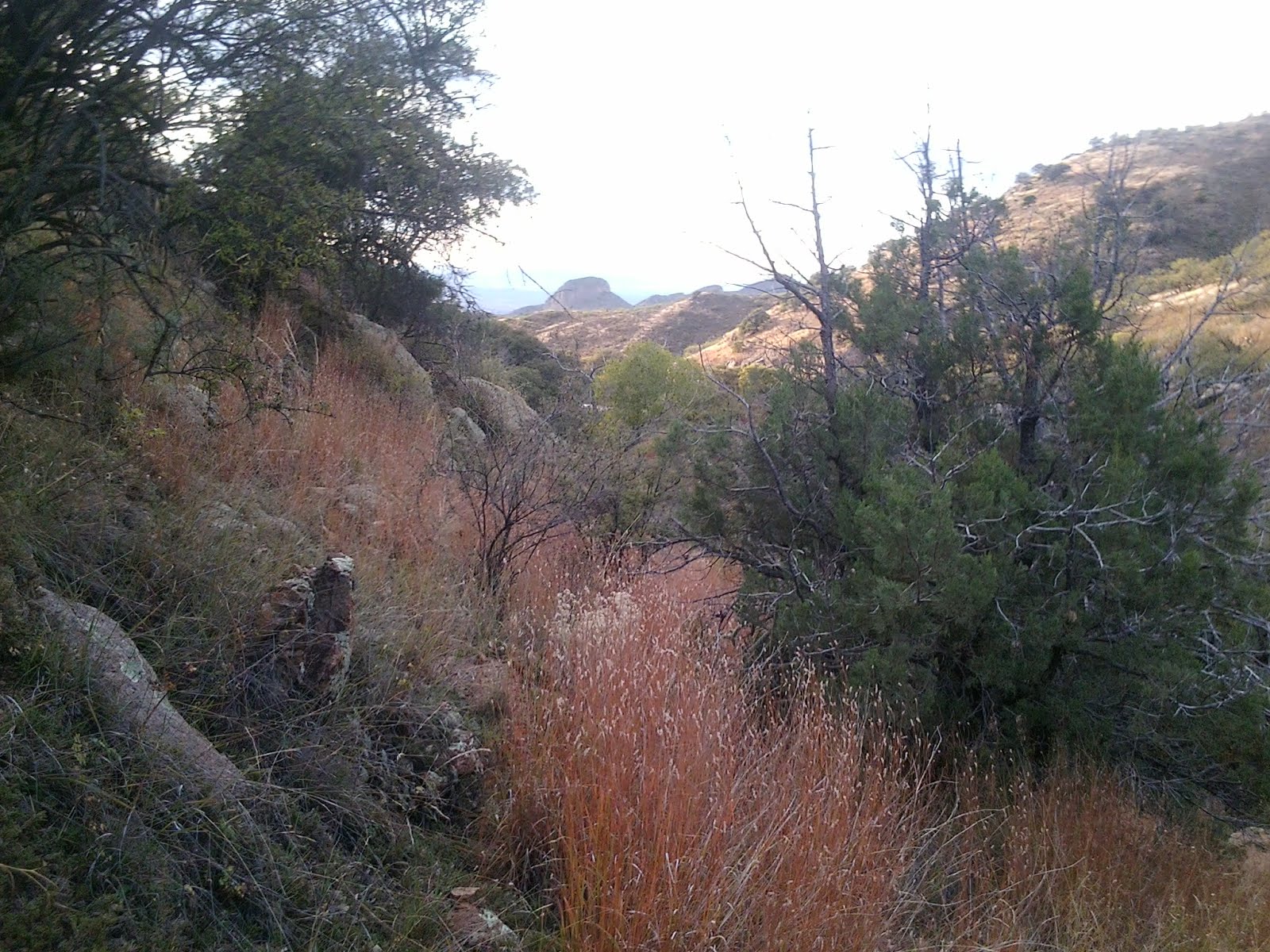 Primeval Papa Thar's Gold in Them Thar Hills