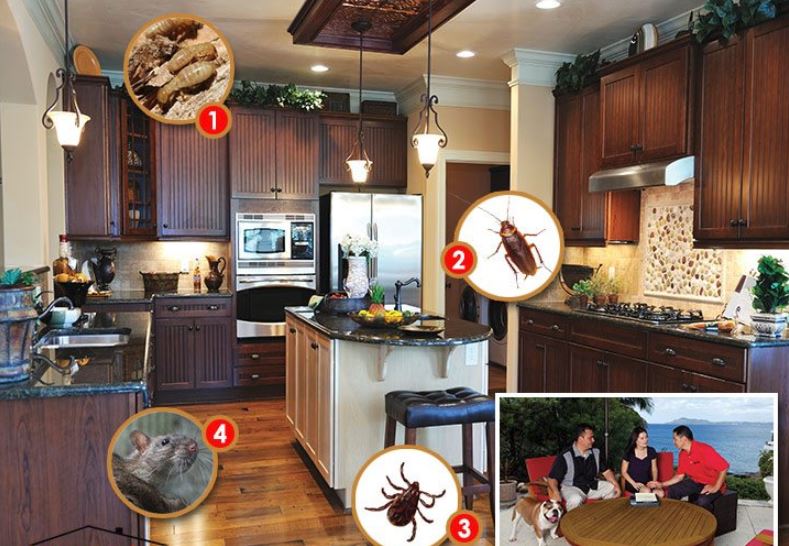 Real Pest Control Apartment Living How To Get the Pest Control Done?