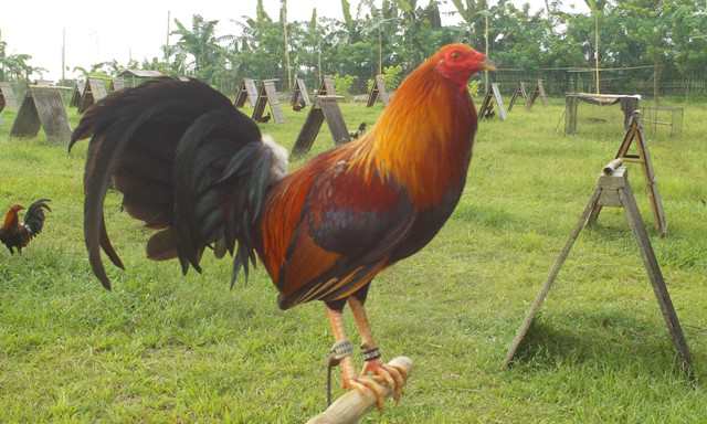 Pictures Of Cock 6