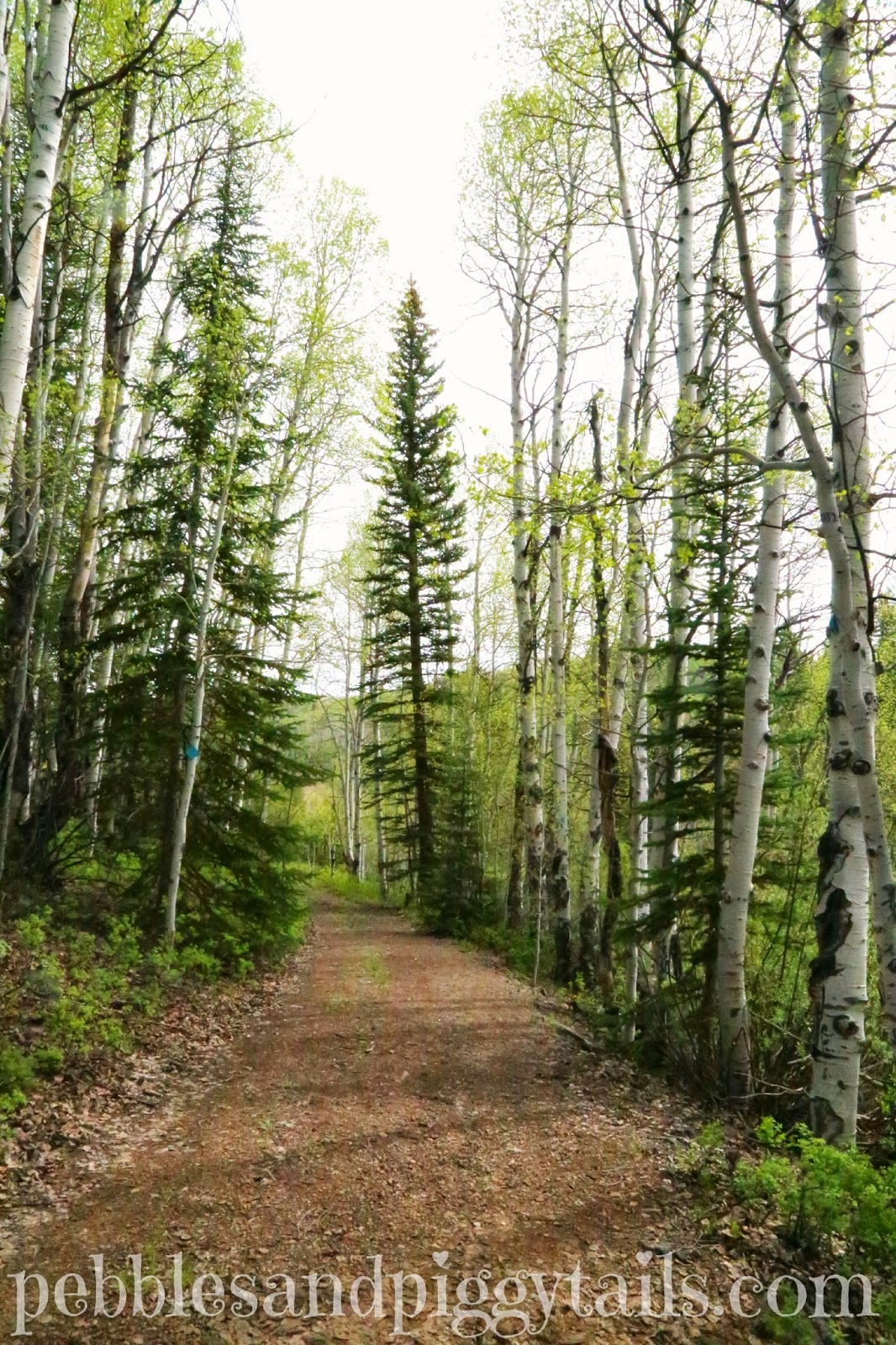 Camping at Lodgepole Campground Making Life Blissful