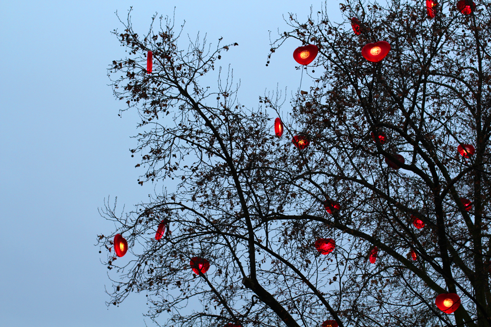 Cologne Christmas trees - travel & lifestyle blog