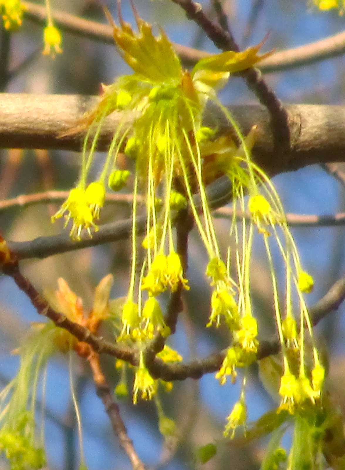 Art's Bayfield Almanac SUGAR MAPLES AND MARSH MARIGOLDS ARE FLOWERING