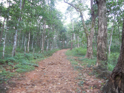 Forest Land In Pathanamthitta District