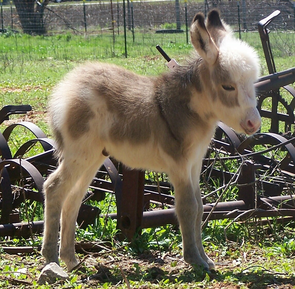 http://3.bp.blogspot.com/-tYfo9eeBf3A/TnX443ECjOI/AAAAAAAADcw/_qC4PmwienM/s1600/Picture_7244-Baby_Donkey_4-02-2007.jpg