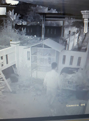 Aksi Pencuri Ayam Ini Tertangkap Kamera CCTV