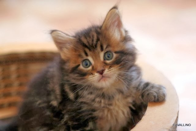 Cavallino 猫 ねこ ネコ 落ちた ぶーちゃん