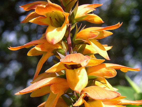 Isoplexis canariensis flower
