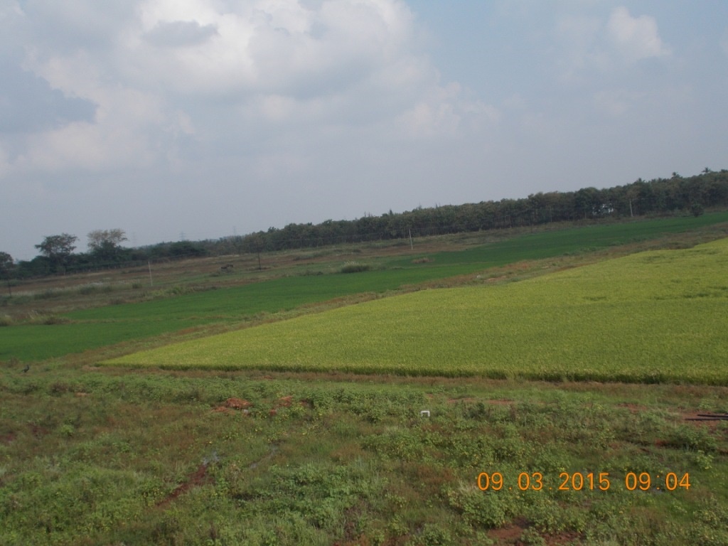 SRI BALAJI REALS 40 Acre Farm Land for sale in Melaseval Tiruneveli