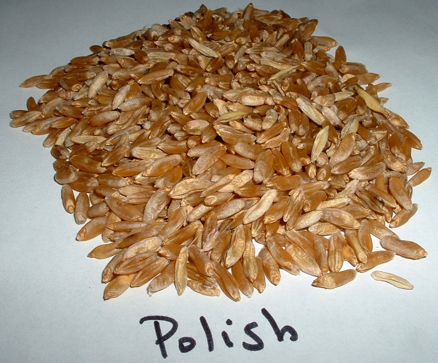 MidAtlantic Plant Research Center A favorite new wheat